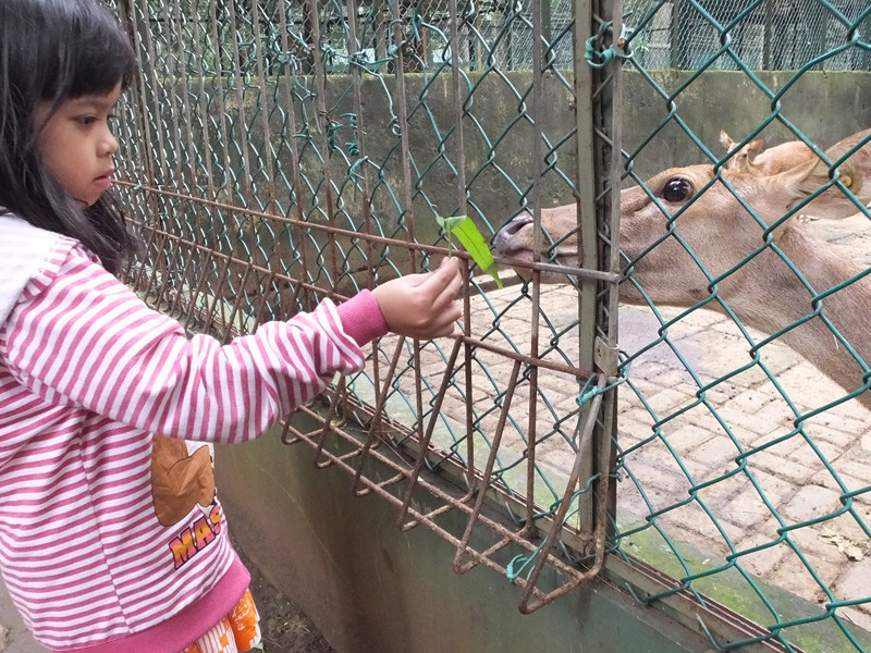 Penangkaran rusa menjadi tempat rekreasi edukatif bagi keluarga di Situ Gede.